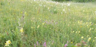 PRVI zlatiborski festival POLJSKOG CVEĆA Prisustvuje LJUBIVOJE RŠUMOVIĆ