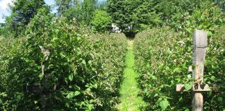 Početkom juna nezadovoljni MALINARI ZAKAZALI PROTEST