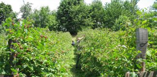 EVROPSKA UNIJA Za ekonomsko osnaživanje ŽENA u Srbiji obezbedila 300.000 EUR