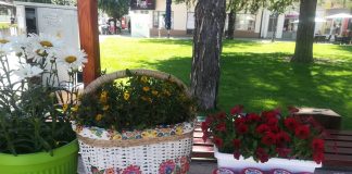 IZLOŽBA CVEĆA na gradskom trgu u Požegi