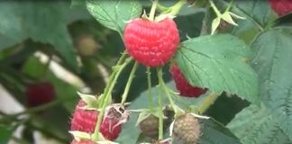 ASOCIJACIJA MALINARA SRBIJE: Dogovoren otkup malina po ceni od 125 dinara