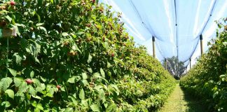 MALINARI PRETE BLOKADAMA I ŠTRAJKOM GLAĐU