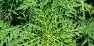 SAVET STRUČNJAKA: AMBROZIJA – štetnost i suzbijanje