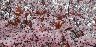 STIGLO PROLEĆE Krajem meseca počinje letnje računanje vremena