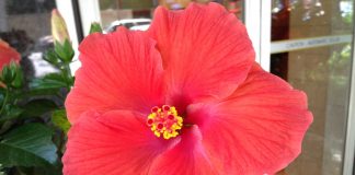 OSMI MART MEĐUNARODNI DAN ŽENA Ustanovljen 8. marta 1910. godine