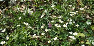 DRUGI ZLATIBORSKI FESTIVAL POLJSKOG CVEĆA