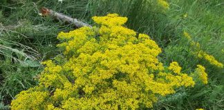 VREMEPLOV: TO NAJBOLJE ZNAJU KINEZI I – ŠIŠOVIĆI