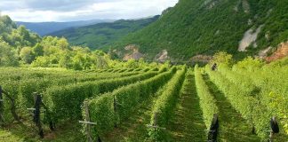 MALINARI DOGOVORILI MINIMALNU OTKUPNU CENU OD 165 DINARA I ODUSTALI OD PROTESTA