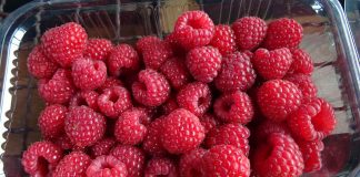 POČETNA OTKUPNA CENA Maline 250 dinara po kilogramu