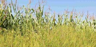 SEZONA ALERGIJA Kako se pripremiti za izlet u prirodi?