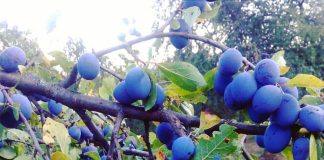 ŠLJIVOVAČKA RAKIJADA Prve nagrade proizvođačima iz Lađevaca, Šljivovice i Tripkove