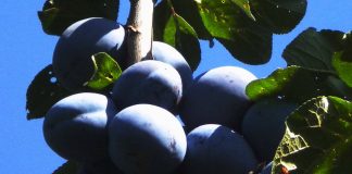 VOĆNJAK U BAŠTI Ili dvorištu – kako napraviti?