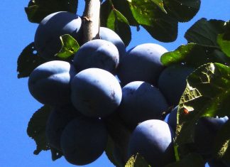 VOĆNJAK U BAŠTI Ili dvorištu – kako napraviti?