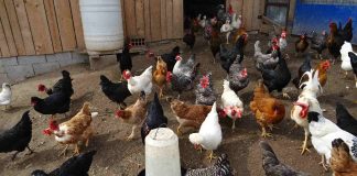 RADOVAN JOKANOVIĆ IZ PONIKOVICE Problem je proizvodnju isfinansirati, ali nedostaje i radne snage i znanja