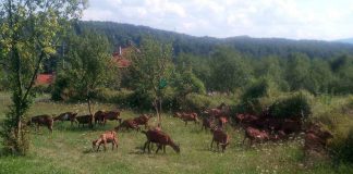 KOZARSTVOM DO SERTIFIKATA ORGANSKE PROIZVODNJE